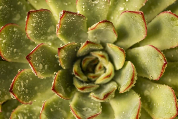 Een Sappige Plant Met Waterdruppels Het Oppervlak — Stockfoto