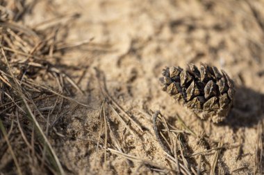 Kumda bir çam kozalağı