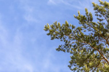 Mavi gökyüzünde çam kozalağı ağacı