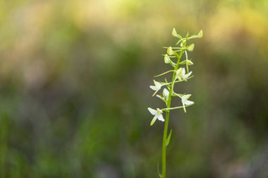 Platanthera bifolia daha az kelebek orkidesi olarak da bilinir.