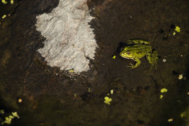 Clathobhans, yeşil kurbağa kısmen suya batmış bir kaya üzerinde