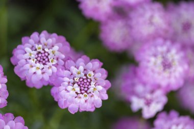 Yeşil yapraklı Meksika Ageratum