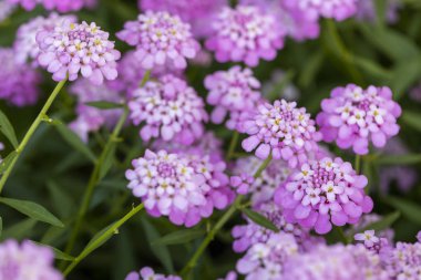 Yeşil yapraklı Meksika Ageratum