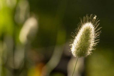 Tavşan kuyruğu nam-ı diğer Lagurus ovatus