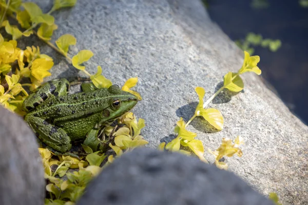 Lithobates Clamitans Zöld Béka Egy Sziklán Között Néhány Kis Sárga — Stock Fotó