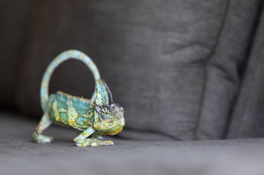 Gri bir kanepede tararken bir bukalemun