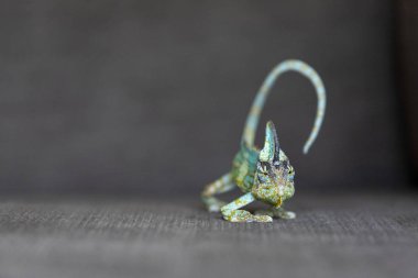 Gri bir kanepede tararken bir bukalemun