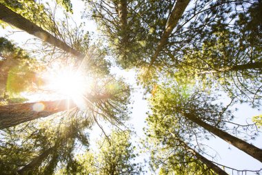 Güneşe uzun ağaçlar üzerinde seyir