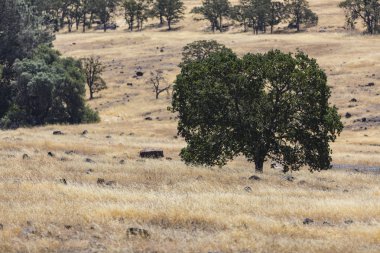 Chico, California sarı çimenlerin üzerinde yeşil ağaçlar