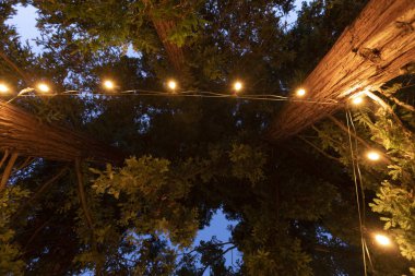 Parlak ışıklar ağaçta asılı