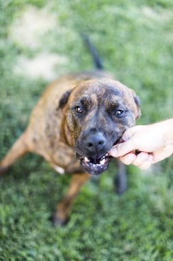 Bir tedavi bir eldeki yeme bir köpek