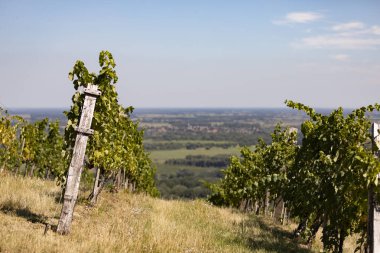 Tokaj bölge üzüm bağları