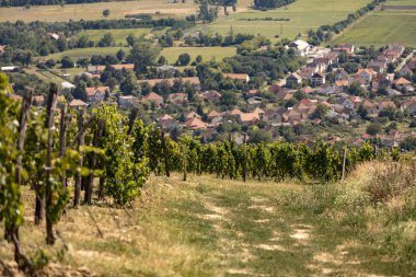 Üzüm bağları ile mesafe Tokaj şehir bir tepe üzerinde