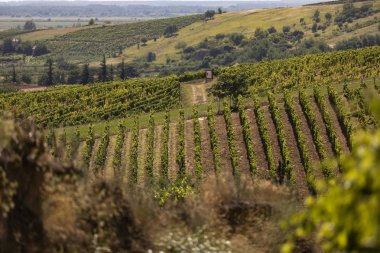 Tokaj bölge üzüm bağları