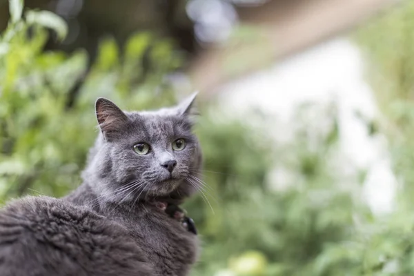 Yeşil gözlü gri bir kedi