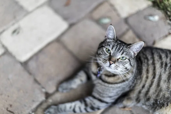 A striped cat lying on brick tiles