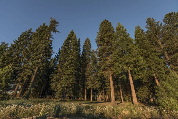 Bardzo Wysokich Drzew Przy Jeziorze Almanor California — Zdjęcie stockowe