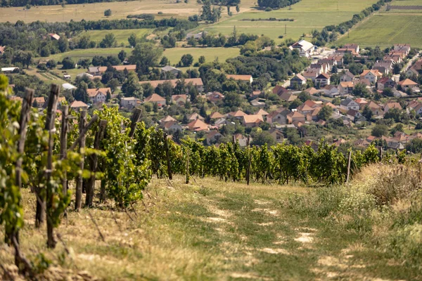 Üzüm bağları ile mesafe Tokaj şehir bir tepe üzerinde