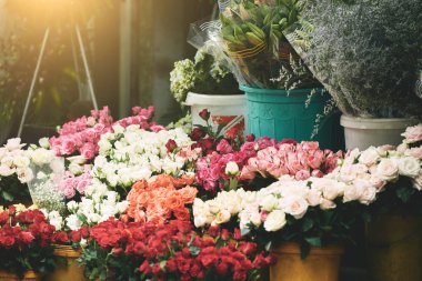 Çiçek açan gül kovalar hazır çiçekçi dükkanı güneşli Satılık