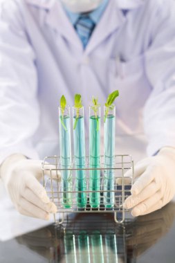 Tanınmayan araştırmacı beyaz önlük ve test tüpleri genetiği değiştirilmiş lahanası bitkiler ile tutarak lastik eldiven giyiyor 