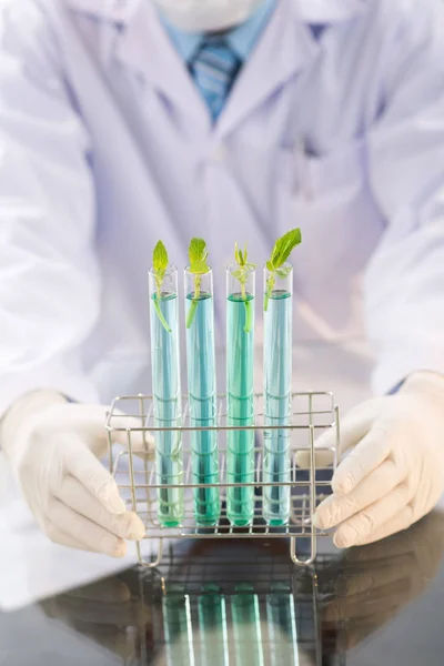 Onherkenbaar Onderzoeker Dragen Witte Vacht Rubberen Handschoenen Reageerbuisjes Met Spruiten — Stockfoto