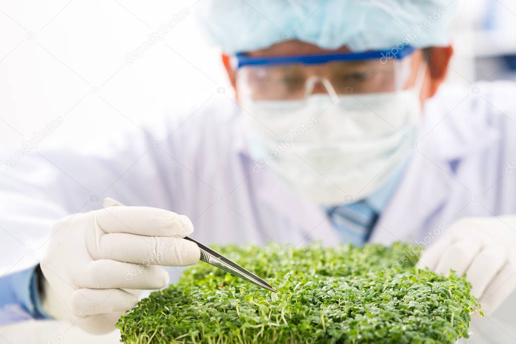 Close-up shot of concentrated bio technologist taking sample of fresh herbs for analysis 