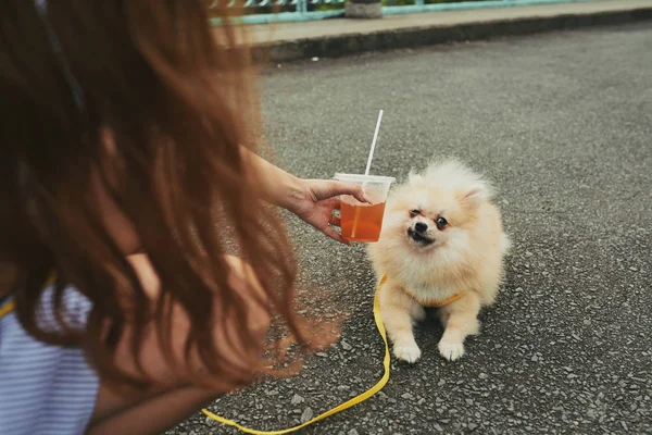 Vrouw Met Sap Wandelen Met Hond Buiten — Stockfoto