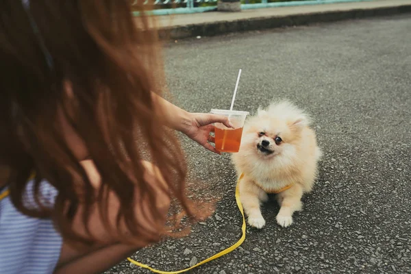 Kvinna Med Juice Promenader Med Hunden Utomhus — Stockfoto