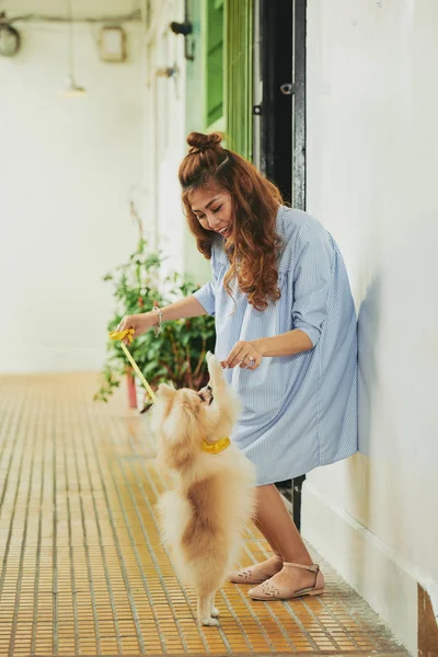 Woman training dog, little dog executes commands