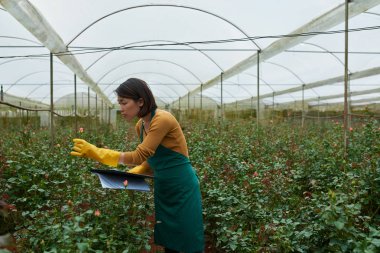 Asyalı kadın ile sera içinde gül kontrol belgeleri