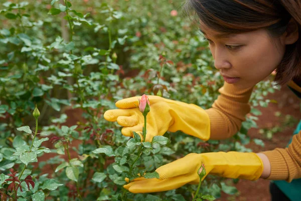 Femmina Hothouse Lavoratore Guardando Rosa Germoglio — Foto Stock