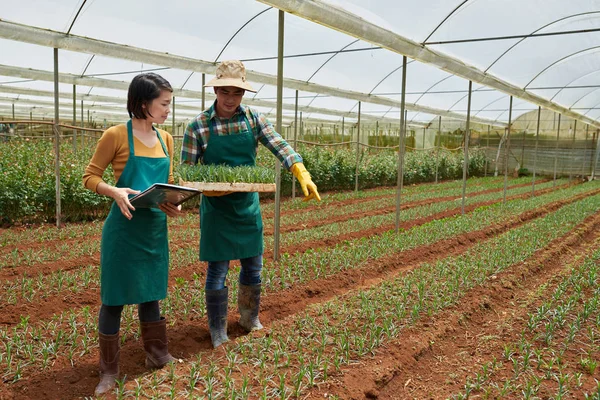Trabajadores Alegres Plantando Varias Flores Invernadero — Foto de Stock