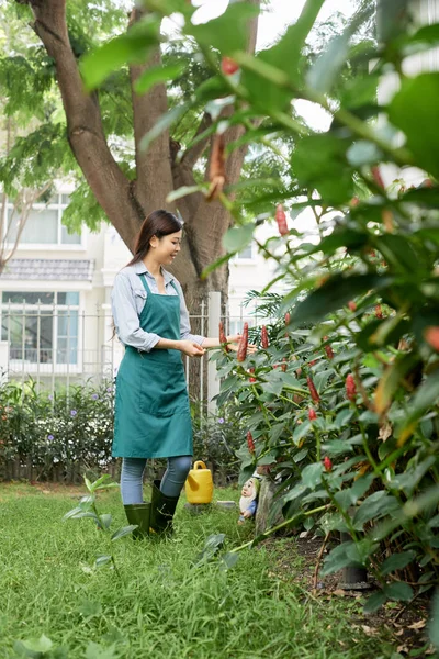 アジア女性庭師に庭の彼女の緑の美しい植物が栽培されています — ストック写真