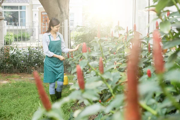 Joven Agricultora Que Cuida Las Plantas Camina Por Las Plantas — Foto de Stock