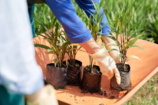 Close Jardineiros Colocando Plantas Carrinho Eles Vão Replantar Plantas Outro — Fotografia de Stock