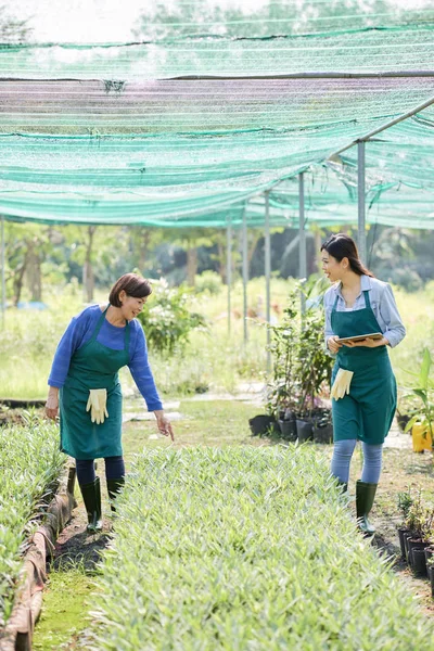 Two Female Gardeners Working Plants Team Greenhouse Using Digital Tablet — Stock Photo, Image