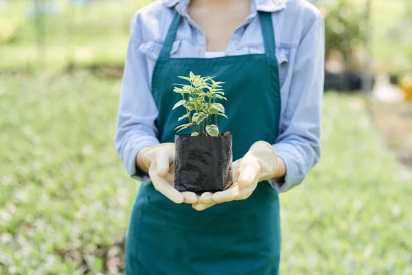 若い農家の温室での作業中に緑の植物を保持 — ストック写真