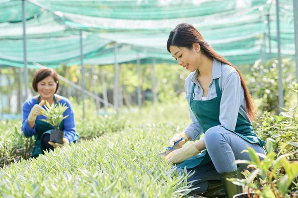 Sonriente Florista Asiática Recortando Plantas Con Colega Sosteniendo Planta Maceta — Foto de Stock