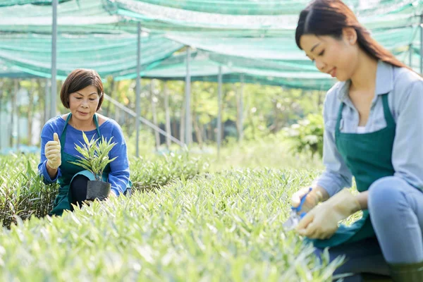 成熟した女性農家栽培彼女の同僚の植物をトリミングと温室の植物 — ストック写真