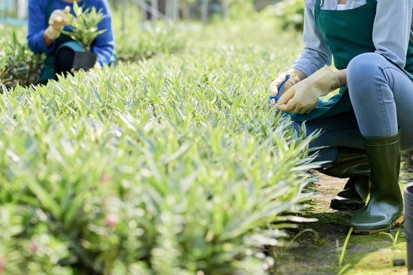 Közeli Kép Virágüzlet Kesztyű Olló Tisztítás Növények Miközben Kertészeti Üvegházhatást — Stock Fotó