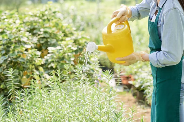 Női Kertész Gazdaság Sárga Locsolókanna Nyújtó Növények Víz Közeli Képe — Stock Fotó