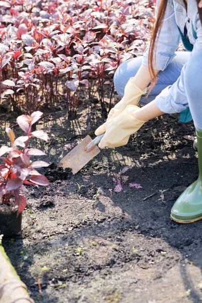 Close Van Vrouwelijke Tuinman Graven Met Schop Plantgoed Plant Tuin — Stockfoto