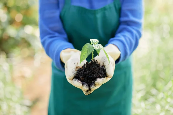 Close Woman Holding Biological Sprout Life Her Hands Ground Planting — Stock Photo, Image
