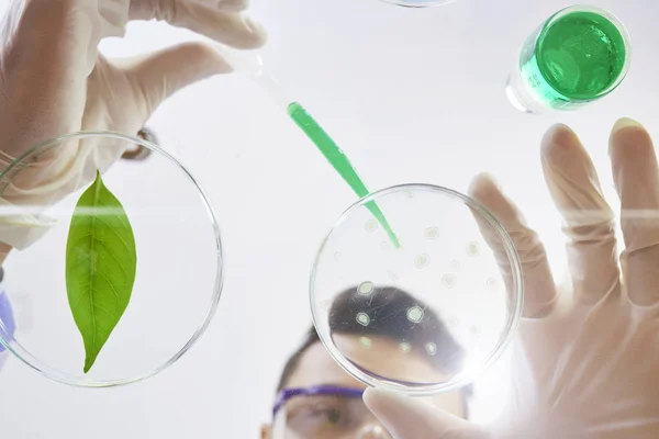 Biochimiste Mettant Liquide Vert Dans Une Boîte Pétri Vue Bas — Photo