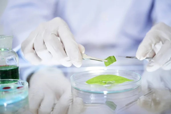 Close Image Scientist Cutting Part Green Leaf Conduct Research — Stock Photo, Image
