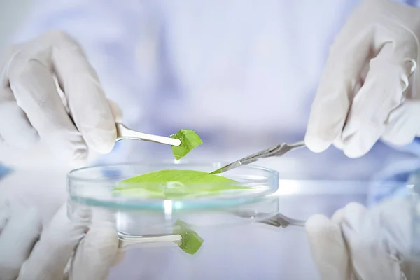 Hands Chemist Working Cut Green Leaves — Stock Photo, Image