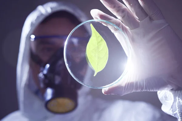 Man Biohazard Kostuum Petrischaal Met Groen Blad Binnen Bedrijf — Stockfoto