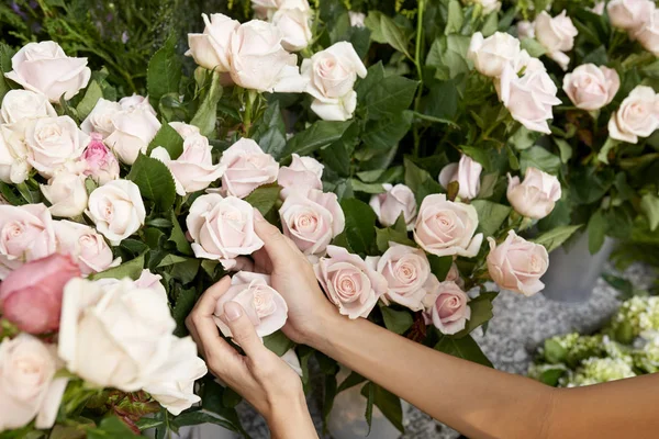 Florista Tocando Concurso Luz Rosa Pétalas Rosa Escolher Flores Para — Fotografia de Stock