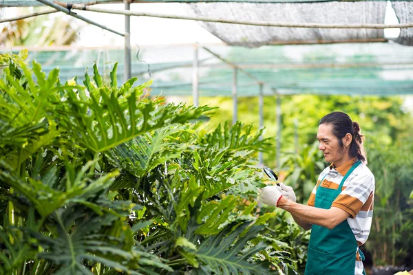 Trabalhador Jardim Botânico Vietnamita Verificando Folhas Planos — Fotografia de Stock