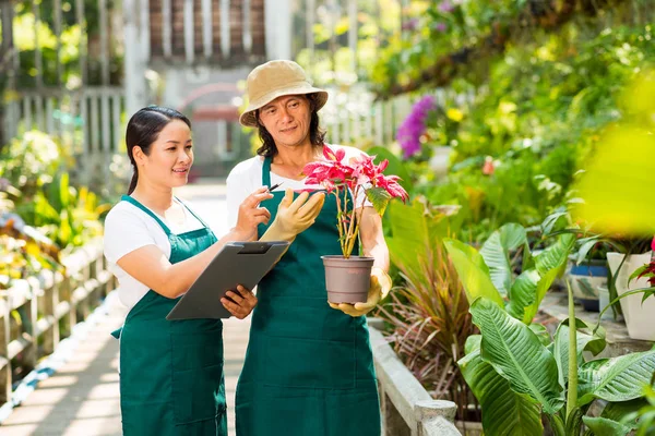 Jardineros Asiáticos Alegres Disfrutando Trabajar Naranjería Sosteniendo Flor Hermosa Flor —  Fotos de Stock